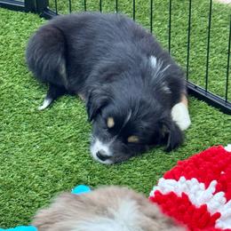 Ashe - Black tri-color female Australian Shepherd puppy in Tucson, Arizona from TTTNT Aussies