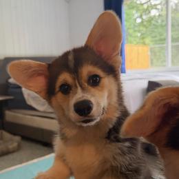 Mayson - Black and tan male Pembroke Welsh Corgi puppy in Kansas City, Missouri from Pluperfect