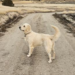 Hope - Golden Retriever