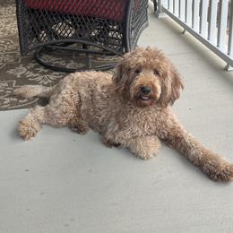 Tate - Goldendoodle