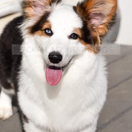 American Corgi and Pembroke Welsh Corgi Puppies from Blacktail Mountain Corgis