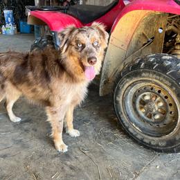 Rex - Red merle male Australian Shepherd puppy in Whitwell, Tennessee from Owl Hollow Farm