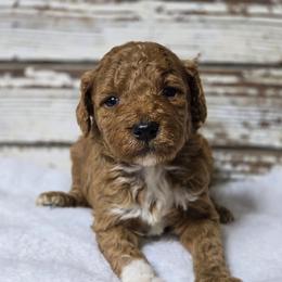 Pepper - Red  male Goldendoodle puppy in Austin, Texas from Austin Doodles & Poodles