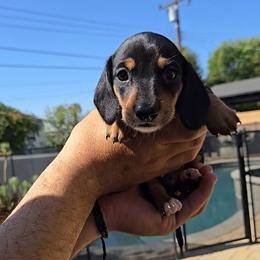 Snickers - Black and tan male Dachshund puppy in Upland, California from The Puppy Cottage