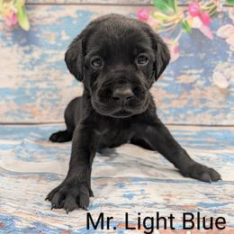 Mr Light Blue - Black male Labrador Retriever puppy in Lebanon, Pennsylvania from Robertson's Retrievers and Doodles