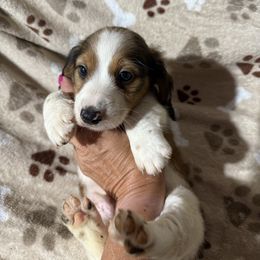 Ckc Bob red piebald longhair - Piebald male Dachshund puppy in Whitesboro, Texas from Joanie's Tickled Pink Puppies