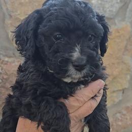 Anasazi - Black and white male Cavapoo puppy in Las Cruces, New Mexico from Moongate Cavaliers