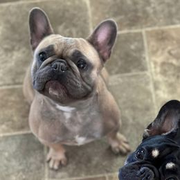 Truffles - French Bulldog