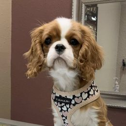 Cavalier King Charles Spaniels from Linda's Cavalier King Charles Spaniels