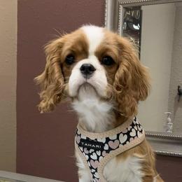 Cavalier King Charles Spaniels from Linda's Cavalier King Charles Spaniels