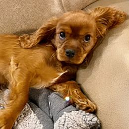 Cavalier King Charles Spaniels from Thunder Pups Farm