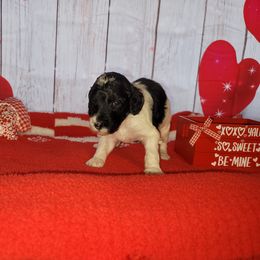 Poodle Puppies from Caboodles of Poodles