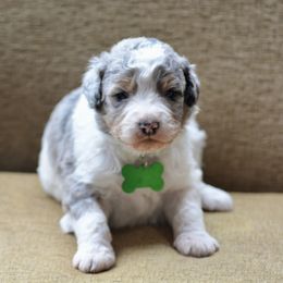 Green Collar Male - Grey and white male Bernedoodle puppy in Scottsboro, Alabama from Dixie Land Doodles