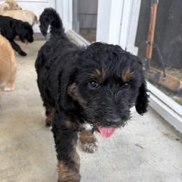Goldendoodle Puppies from H&H Goldendoodles of Braselton