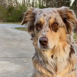 Aussiedoodles and Miniature Australian Shepherds from Double E Doodles
