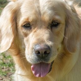 Lilly - Golden Retriever