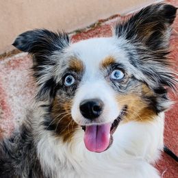 Penny - Toy Australian Shepherd
