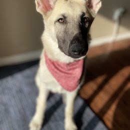German Shepherd and White Shepherd Puppies from Scenic Creek German Shepherds