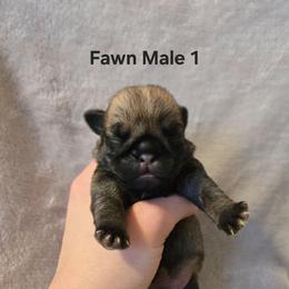 Fawn Male 1 - Fawn male Pug puppy in Hannibal, New York from Perfectly Picked Pugs