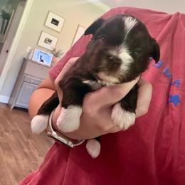 Georgia - Liver female Miniature Schnauzer puppy in Agricola, Mississippi from Fancy Farms + Pups