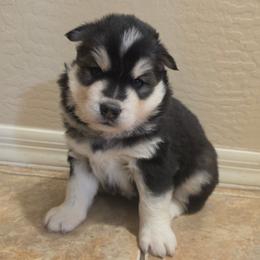 Aurora - Black and white female Siberian Husky puppy in Phoenix, Arizona from Limitless Huskies