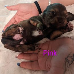 Girl 1 - Dachshund puppy in Homosassa, Florida from Foxies Doxies