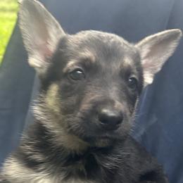 Gunnar - Black and tan male German Shepherd puppy in Perkasie, Pennsylvania from Twila Ruth Herot