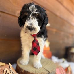 Toast - Blue Collar - Tri-color male Bernedoodle puppy in Buena Vista, Colorado from Mountain Poppy Bernedoodles
