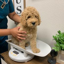 Goldendoodle Puppies from Columbia River Doodles