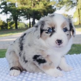 Sour Patch - Blue merle Miniature Australian Shepherd puppy in Paris, Texas from Kuttin’ Up Mini Aussies