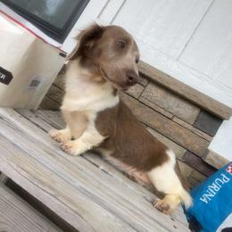 Jasmine - Piebald female Dachshund puppy in West Plains, Missouri from Spring Creek Dachshunds