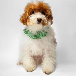 Olly - Poodle