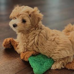 Maltese and Maltipoo Puppies from PrissyPawz