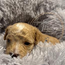 Jimmy Choo - Apricot male Maltipoo puppy in Weatherford, Texas from Aprishew Maltipoo
