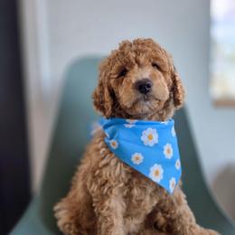Lark - Red female Bernedoodle puppy in Wagener, South Carolina from Noble Friend Breeders LLC