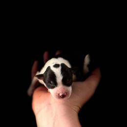 Coaster - Tri-color male Border Collie puppy in New Mexico from Twisted Biscuit Border Collies