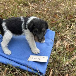 Boy 3 - White black and tan male Wire Fox Terrier puppy in Timberlake, North Carolina from Lyndon Meadow Farm