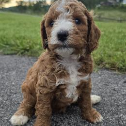 Bernedoodle and Goldendoodle Puppies from 4goldendoodles