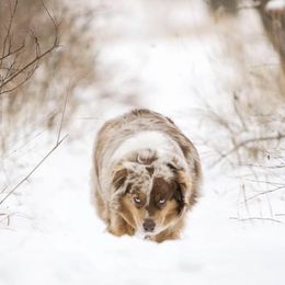 Australian Shepherds from Silverland Aussies
