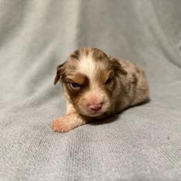 Bingo - Red merle male Miniature Australian Shepherd puppy in Mount Airy, Georgia from North Georgia Gems
