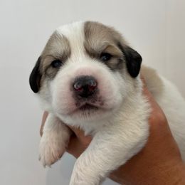 Light Green Male - White and badger male Great Pyrenees puppy in Northampton, Pennsylvania from Misty Valley Farm