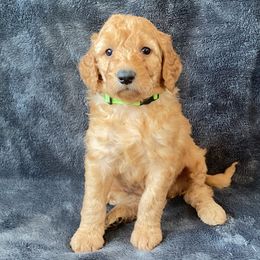 “Autumn” - Caramel Labradoodle puppy in Helena, Montana from Reese Labradoodles