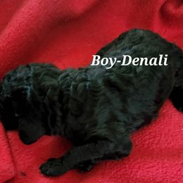 Denali - Poodle puppy in Burleson, Texas from Patriotic Poodles