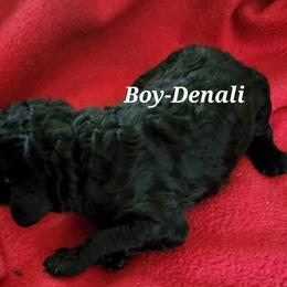 Denali - Poodle puppy in Burleson, Texas from Patriotic Poodles