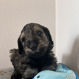 Schnoodle Puppies from Gooch Canines (Giant Schnoodles)