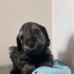 Schnoodle Puppies from Gooch Canines (Giant Schnoodles)