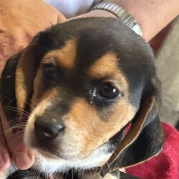Girl 2 - female Beagle puppy in East Providence, Rhode Island from Amanda's Beagles