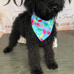 Sophie - Black female Poodle puppy in Cape Coral, Florida from Ruby the poodle