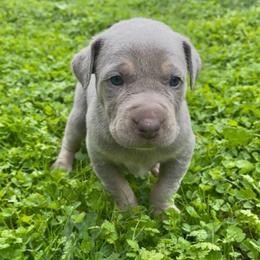 Scout - Yellow female Catahoula Leopard Dog puppy in Washington from Coweeman Catahoulas
