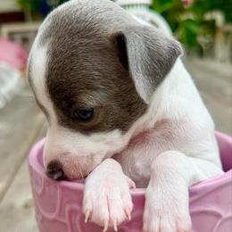 Malysh - White and blue male Italian Greyhound puppy in New York, New York from Julia's Italian Greyhounds